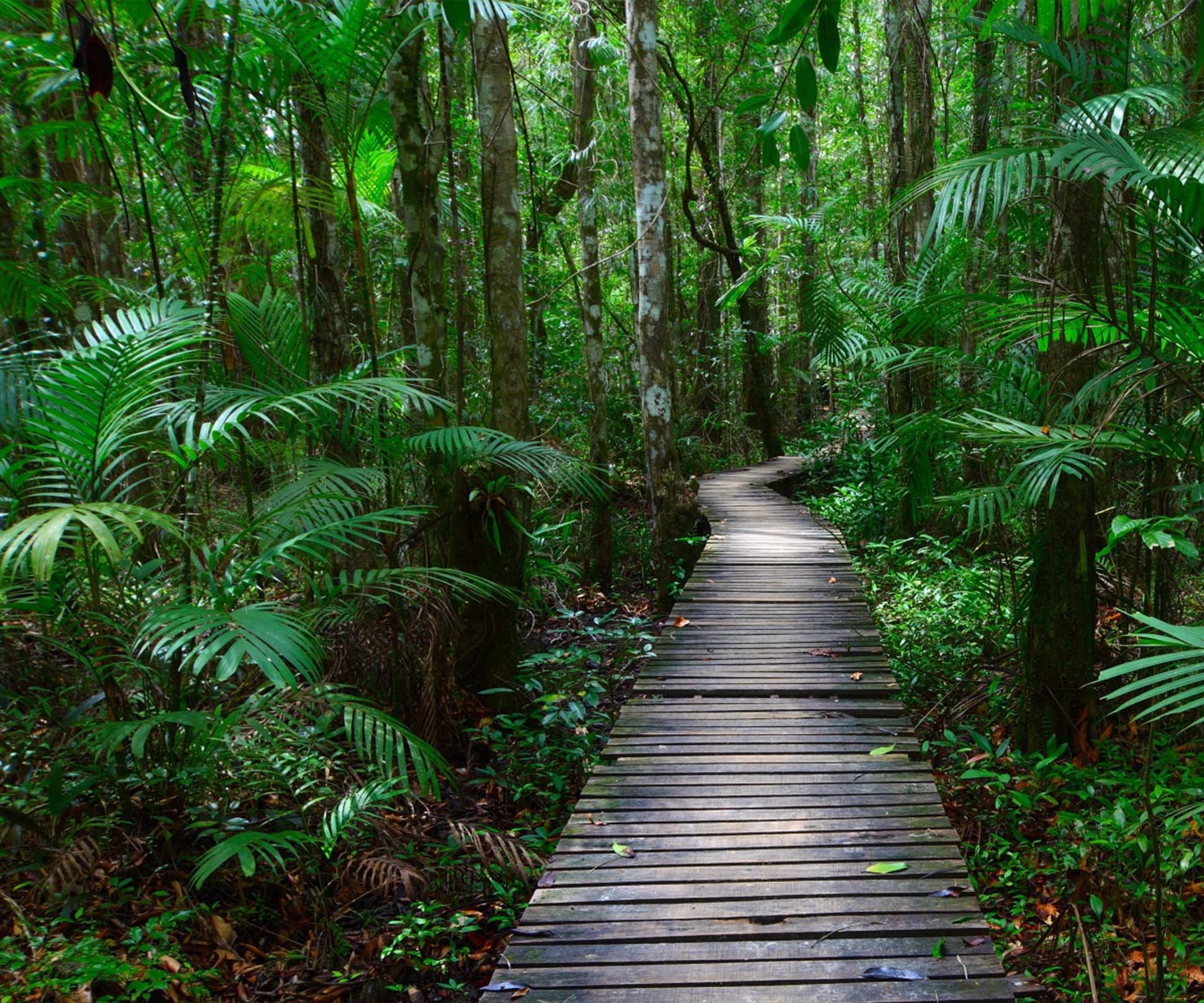 3D Forest Wood Path 431 Garage Door Mural Wallpaper AJ Wallpaper