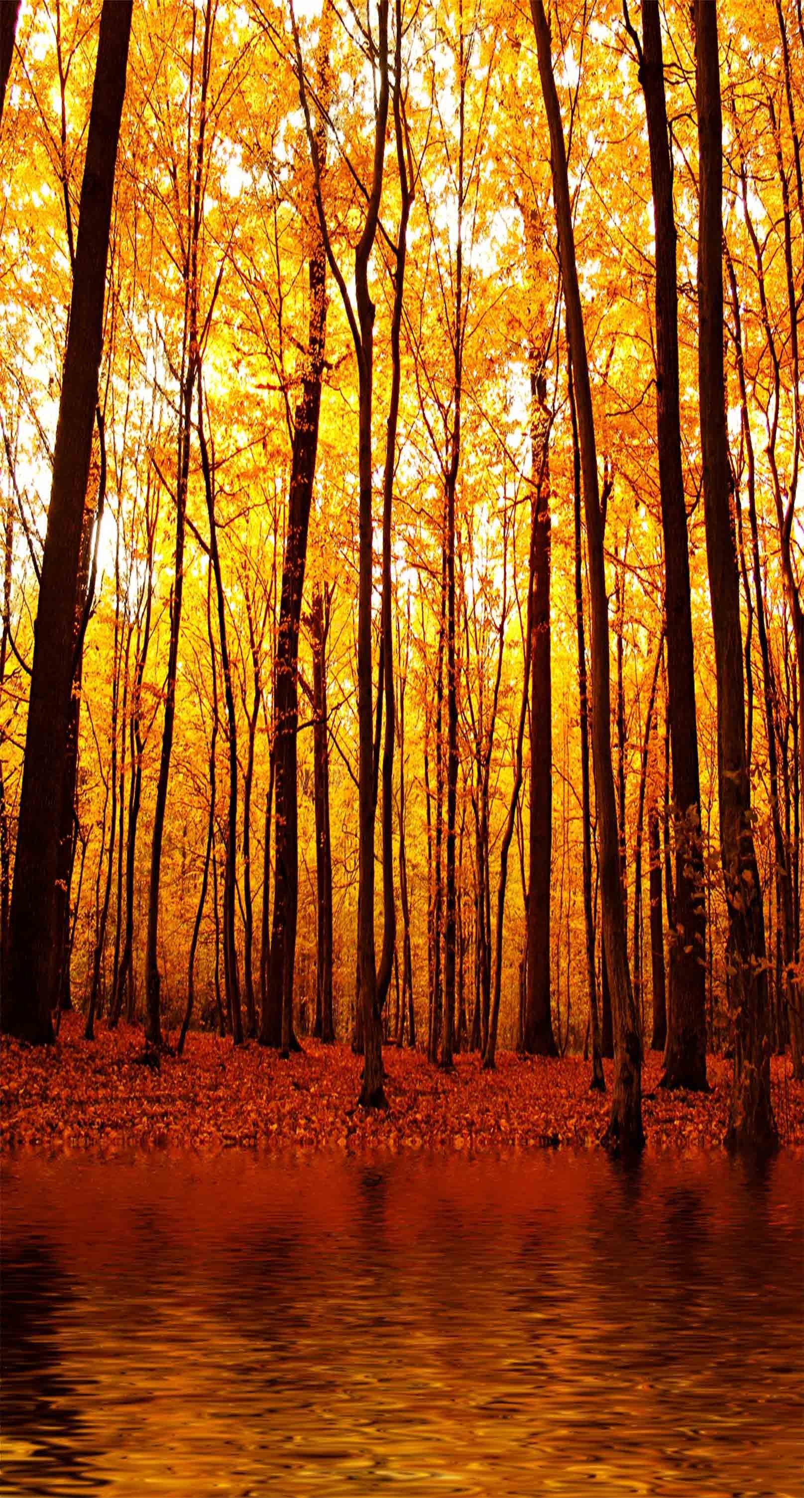 3D Autumn Forest 1022 Stair Risers Wallpaper AJ Wallpaper