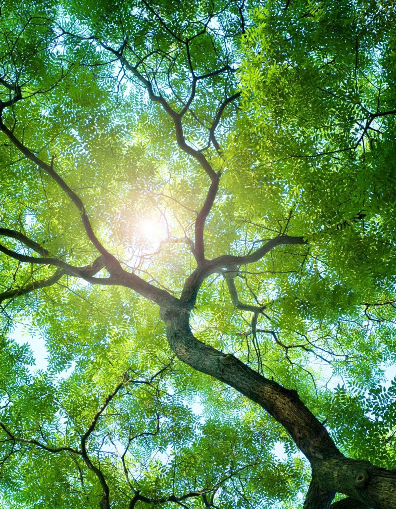 3D Lush Green Tree 1013 Stair Risers Wallpaper AJ Wallpaper