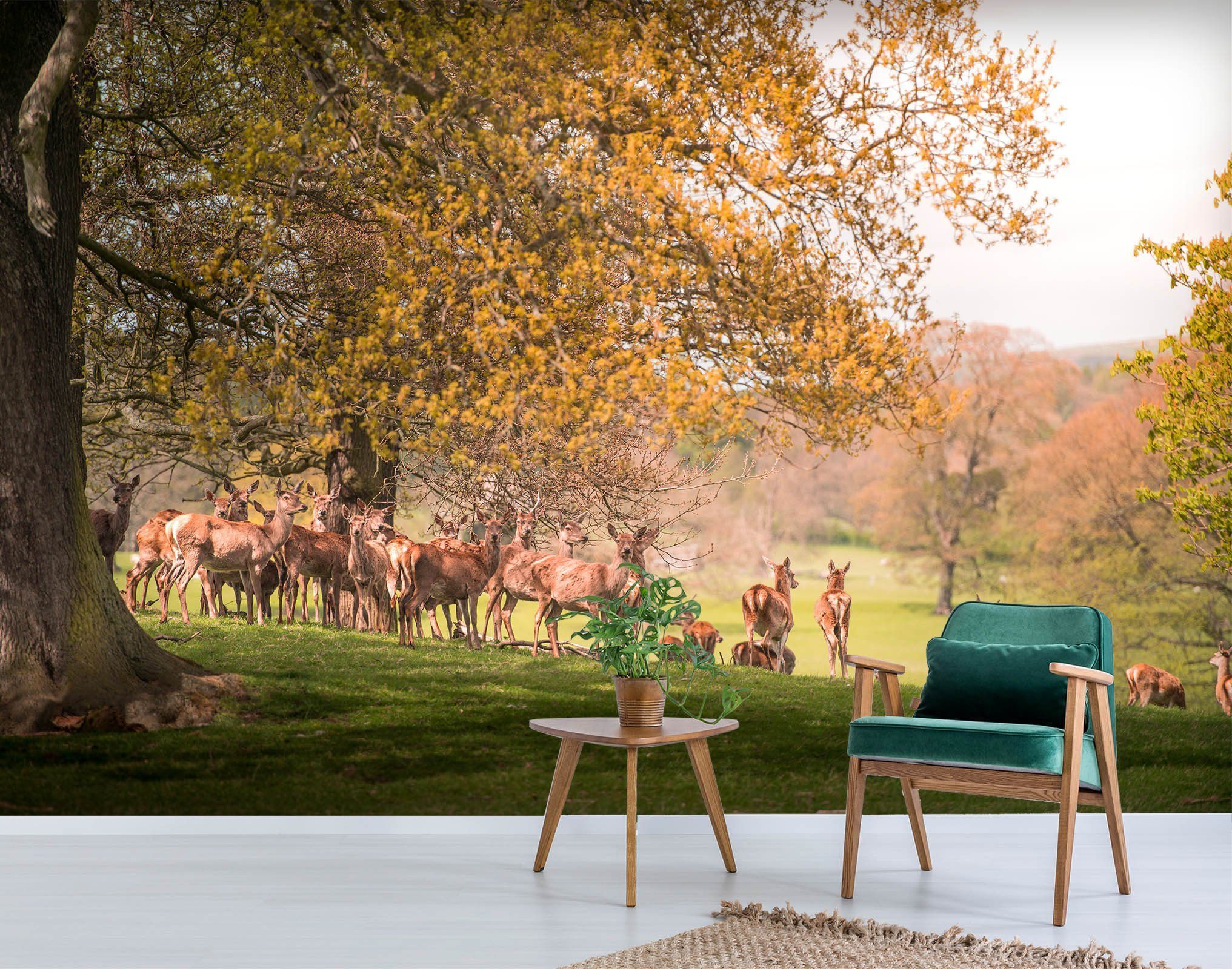 3D Antelope Bathing In The Sun 247 Wallpaper AJ Wallpaper