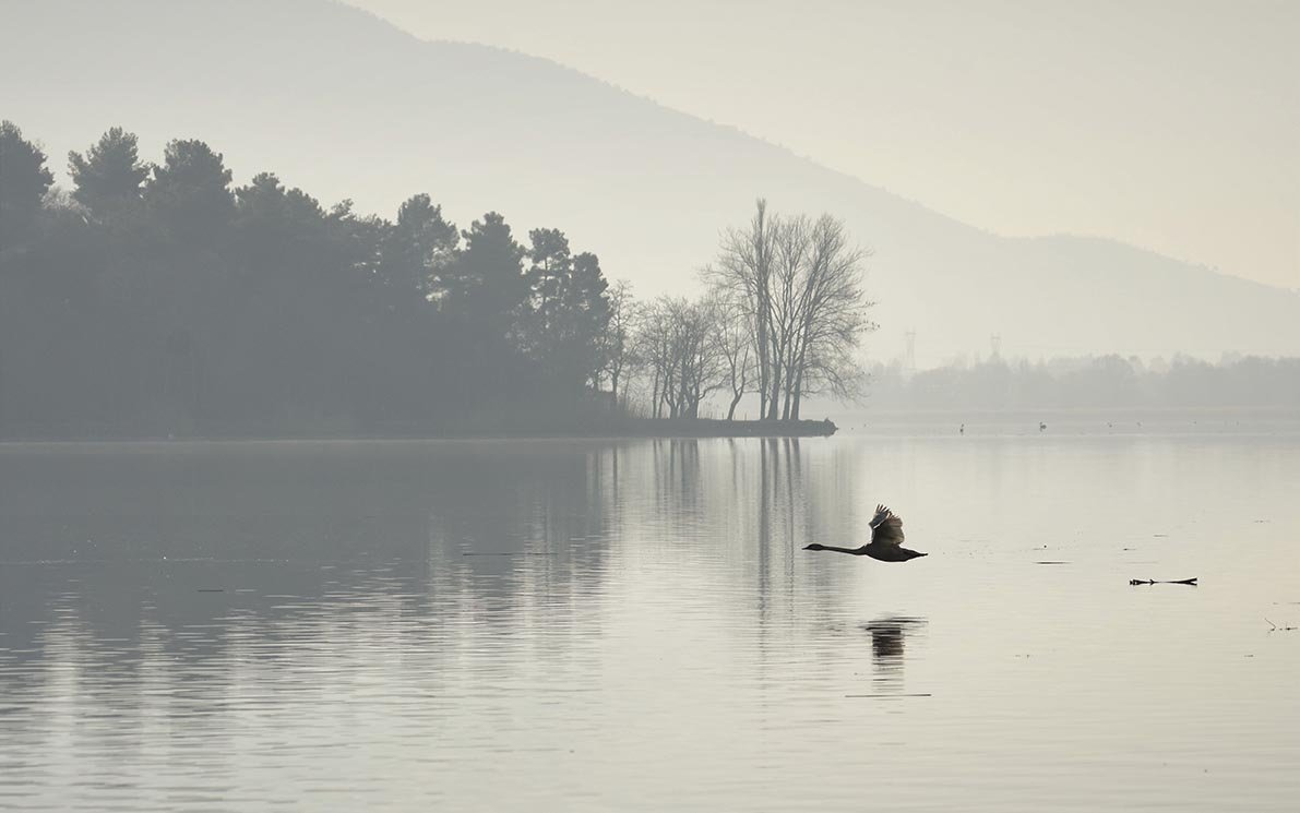 3D Water Ttree Bird 119 Animal Wall Stickers Wallpaper AJ Wallpaper 2