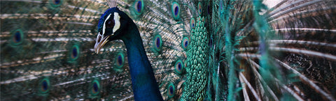 Animals