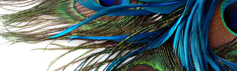 Peacock Collection