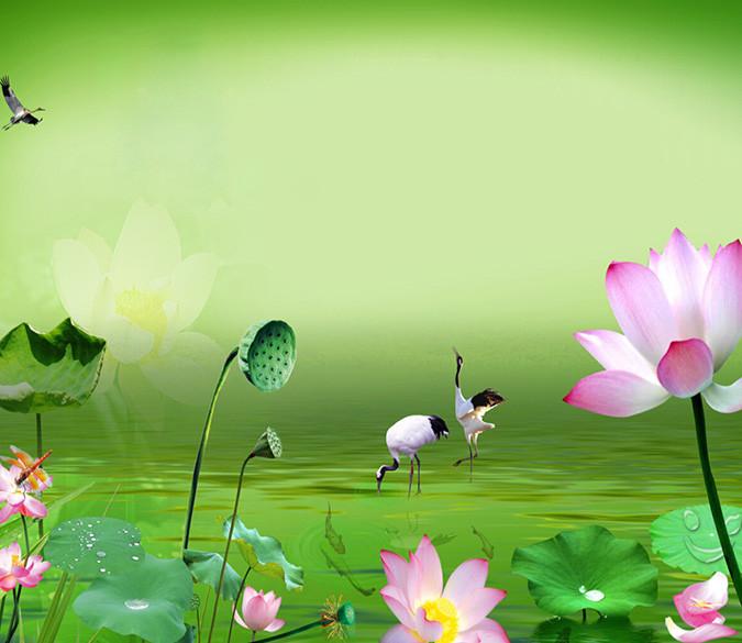 Blooming Lotus 1 Wallpaper AJ Wallpaper 1 