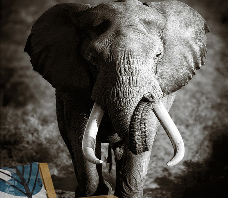 3D Steppe Elephant WG031 Wall Murals