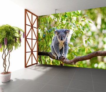 3D Koala Tree 229 Wall Murals