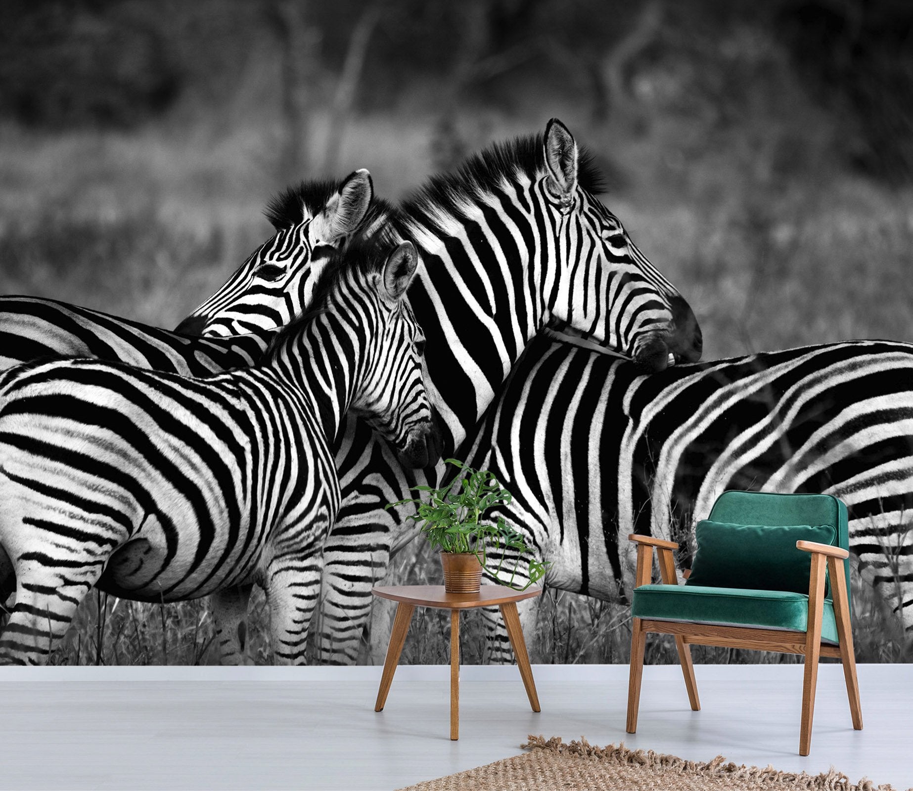 3D Zebra Back 250 Wallpaper AJ Wallpaper 