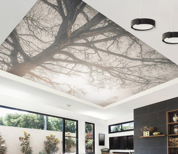 3D Sunlight Tree 2591 Assaf Frank Ceiling Wallpaper Murals