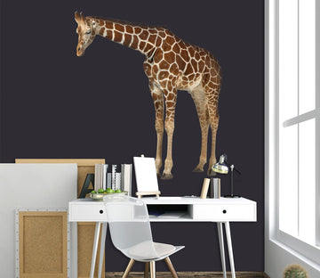 3D Duck Giraffe 089 Animals Wall Stickers Wallpaper AJ Wallpaper 