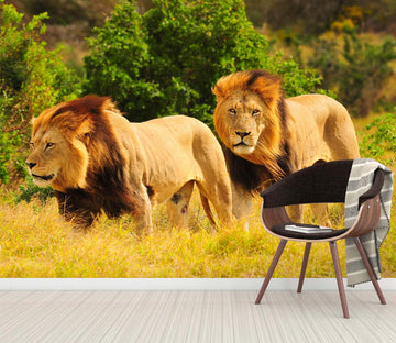 3D African Lion 367 Wall Murals