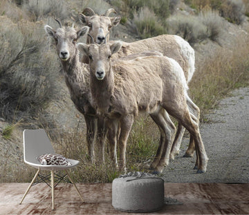 3D Prairie Antelope 125 Wallpaper AJ Wallpaper 