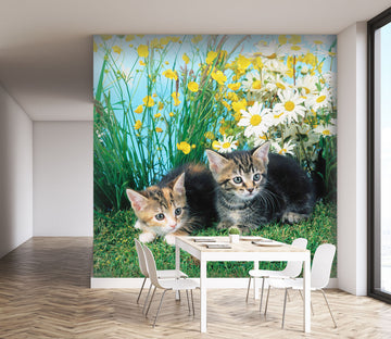 3D Kitten Cub 170 Wall Murals
