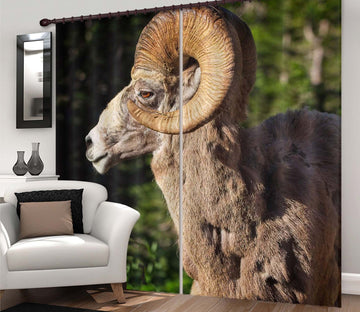 3D Bighorn Ram 045 Kathy Barefield Curtain Curtains Drapes Wallpaper AJ Wallpaper 