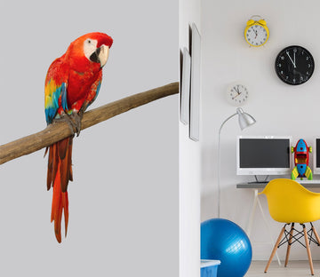 3D Parrot Looking Sideways 193 Animals Wall Stickers Wallpaper AJ Wallpaper 