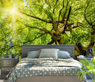 3D Sunny Forest 1658 Wall Murals