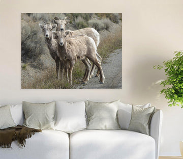 3D White Antelope 30 Animal Wall Stickers Wallpaper AJ Wallpaper 2 