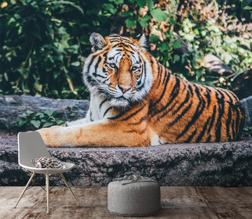 3D Forest Tiger 581 Wallpaper AJ Wallpaper 