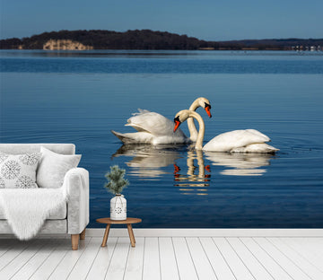 3D Playful Swan 238 Wallpaper AJ Wallpaper 