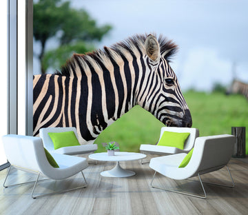 3D Zebra 57117 Wall Murals