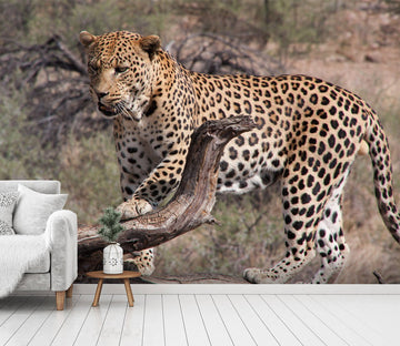 3D Playful Leopard 231 Wallpaper AJ Wallpaper 