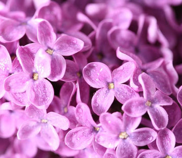 Purple Flowers 2 Wallpaper AJ Wallpaper 