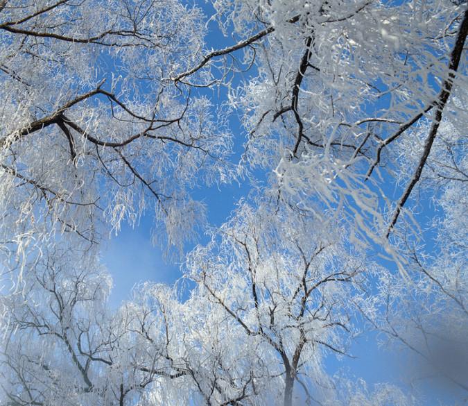 White Trees Wallpaper AJ Wallpaper 