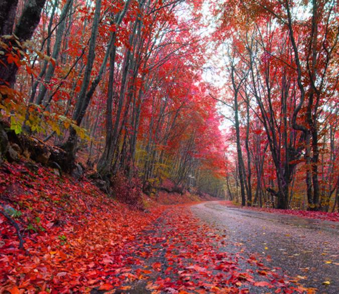 Rained Road 1 Wallpaper AJ Wallpaper 