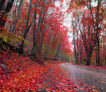 Rained Road 1 Wallpaper AJ Wallpaper 