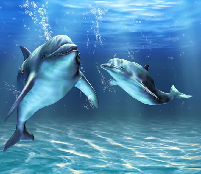 Two Swimming Dolphins Wallpaper AJ Wallpaper 