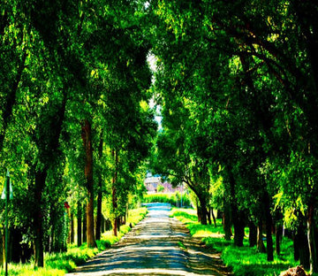 Green Road Wallpaper AJ Wallpaper 