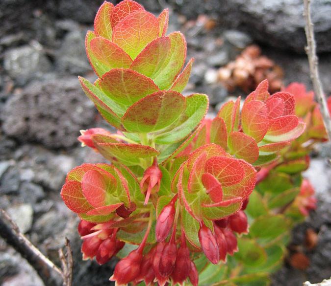 Flowering Sapling Wallpaper AJ Wallpaper 