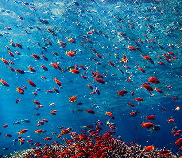 Fishes Wallpaper AJ Wallpaper 