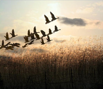 Flying Birds Wallpaper AJ Wallpaper 