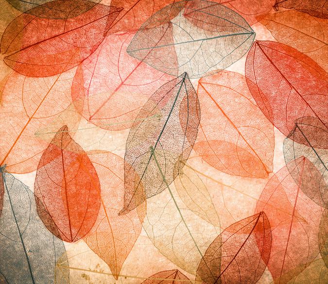 Leaf Veins Wallpaper AJ Wallpaper 
