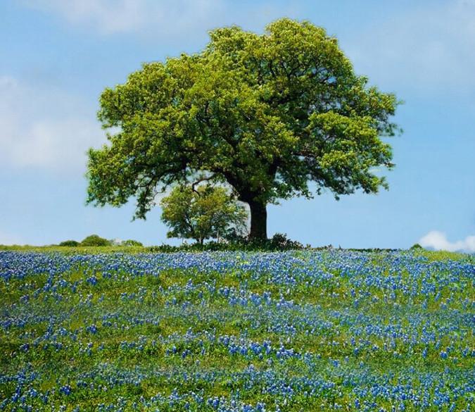 Wildflowers And Trees Wallpaper AJ Wallpaper 