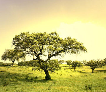 Green Trees Wallpaper AJ Wallpaper 