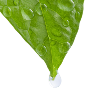 Crystal Clear Dews 1 Wallpaper AJ Wallpaper 