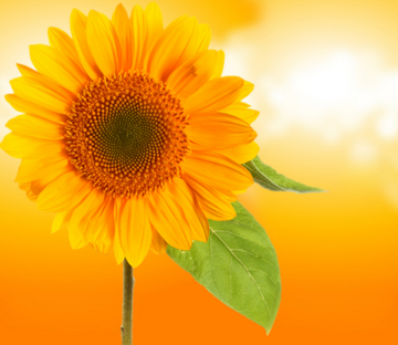 Orange Chrysanthemum Wallpaper AJ Wallpaper 