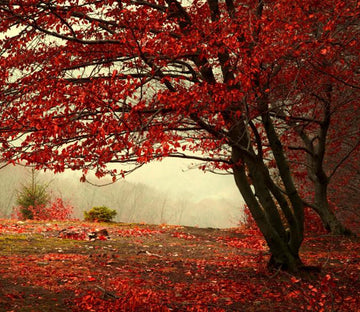 Mountain Red Tree Wallpaper AJ Wallpaper 