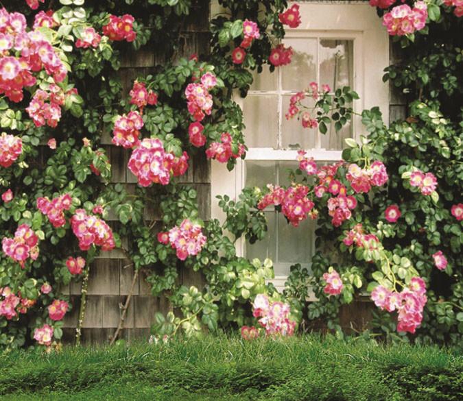 Flowers By Window Wallpaper AJ Wallpaper 
