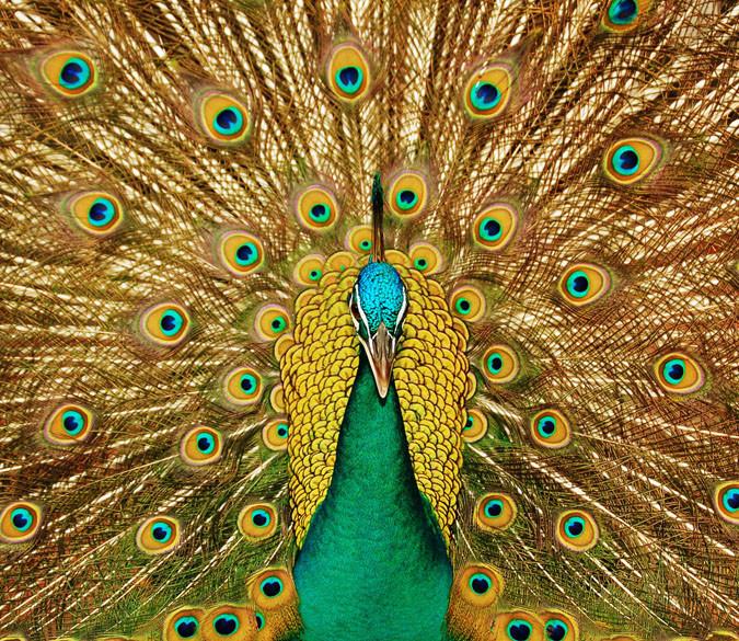 Peacock Spreading Tail Wallpaper AJ Wallpaper 