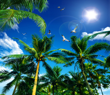 Verdant Coconut Trees Wallpaper AJ Wallpaper 2 