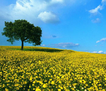 Yellow Camomile Fields Wallpaper AJ Wallpaper 