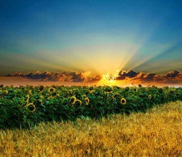 Wheat And Sunflowers Field Wallpaper AJ Wallpaper 