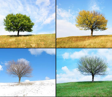 Seasonal Changing Wallpaper AJ Wallpaper 