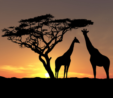 Two Giraffes Wallpaper AJ Wallpaper 