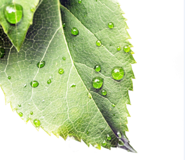 Fresh Dews 2 Wallpaper AJ Wallpaper 