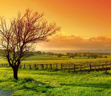 Vineyard Scenery Wallpaper AJ Wallpaper 
