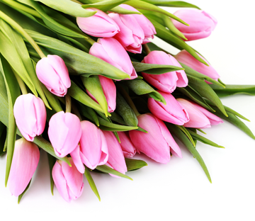 Pink Tulips Buds Wallpaper AJ Wallpaper 