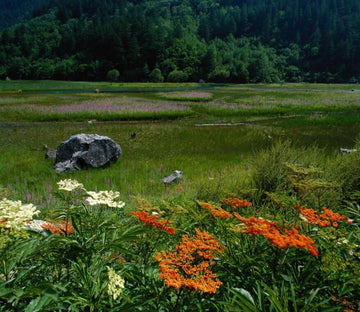 Wildflowers Wallpaper AJ Wallpaper 